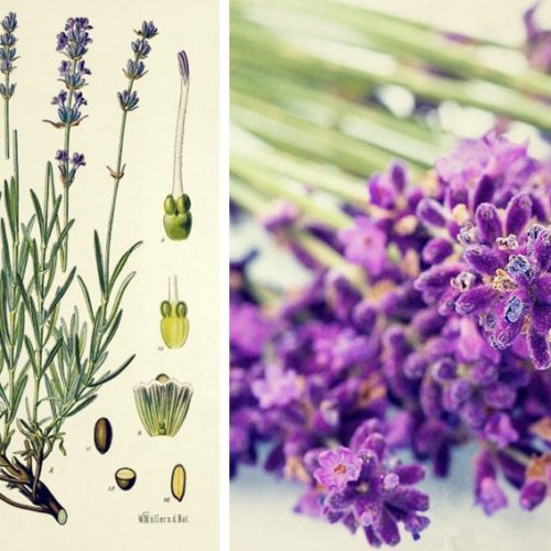 lavendel eis